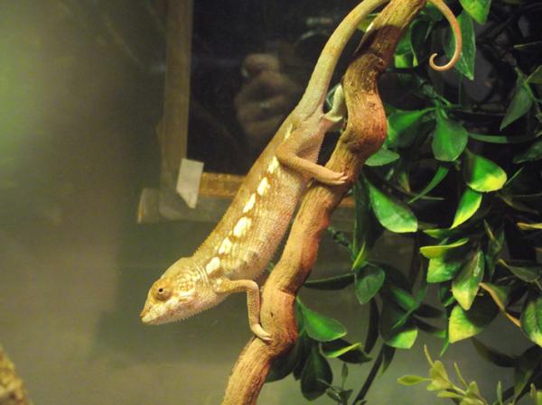 Female Panther Chameleon