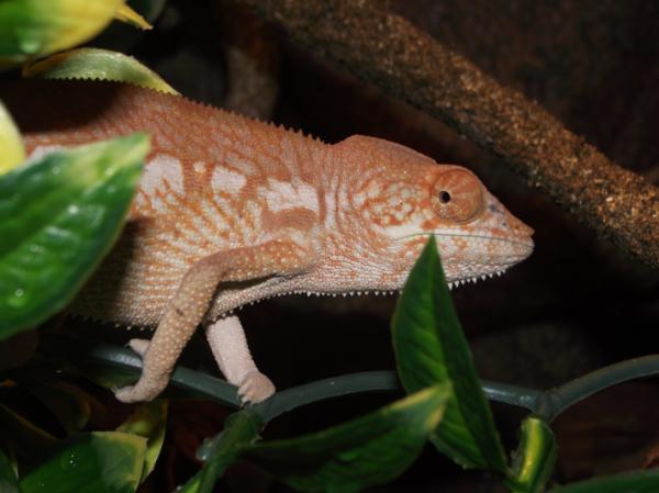 female panther chameleon