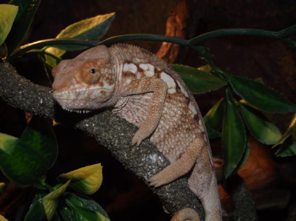 female panther chameleon