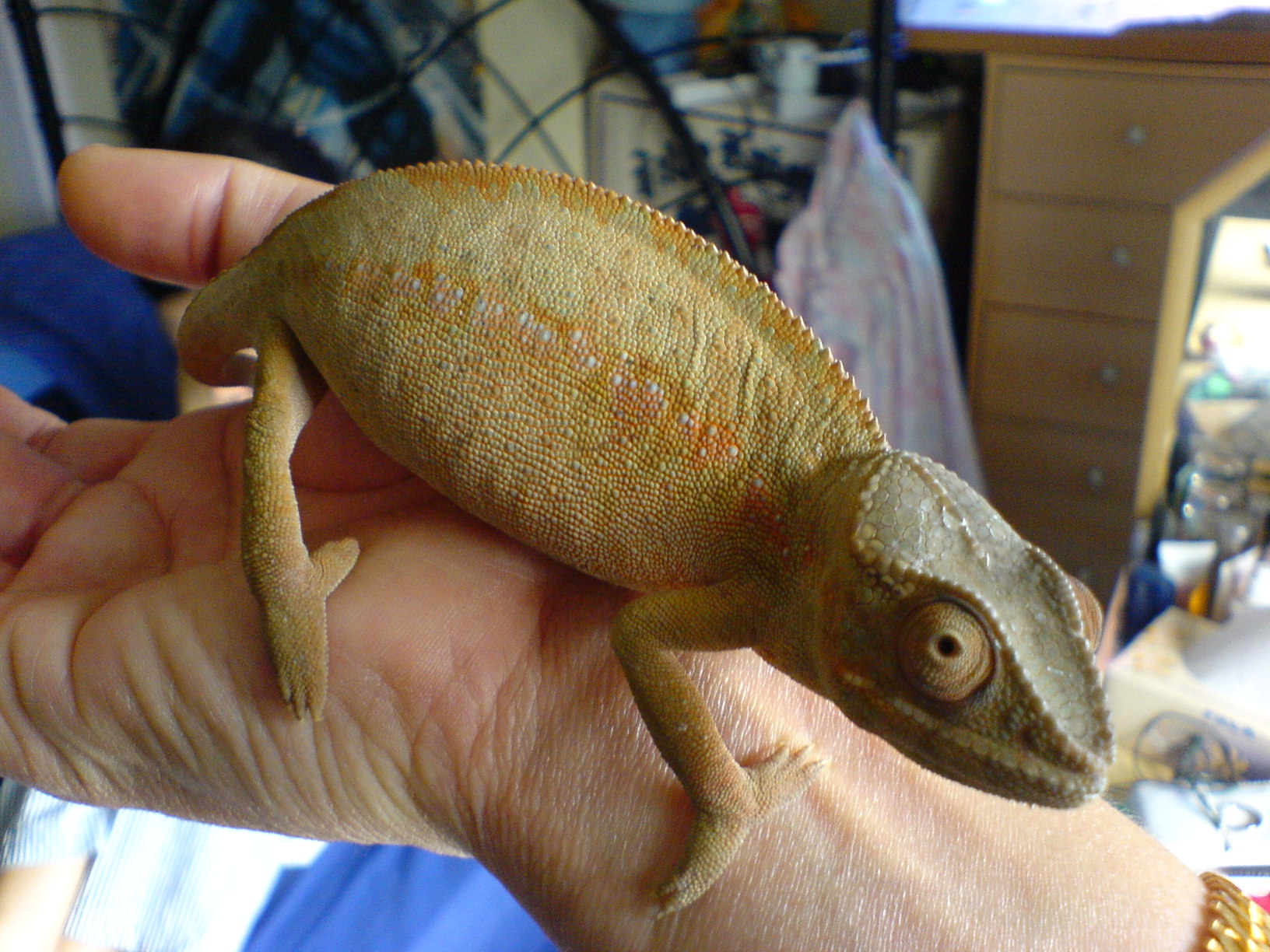 Female Panther Chameleon