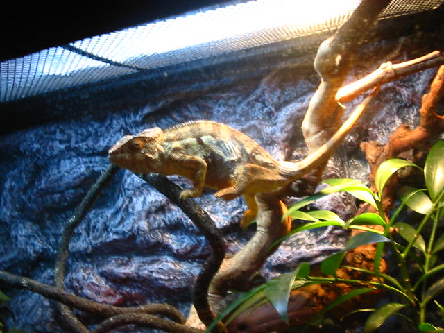 female panther with black diamond