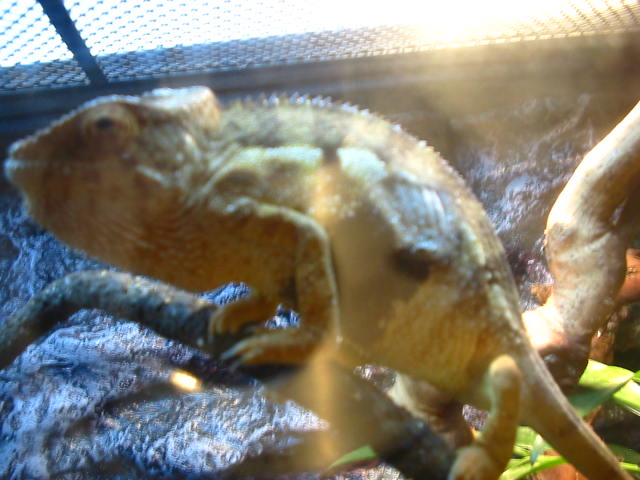 female panther with black diamond3#