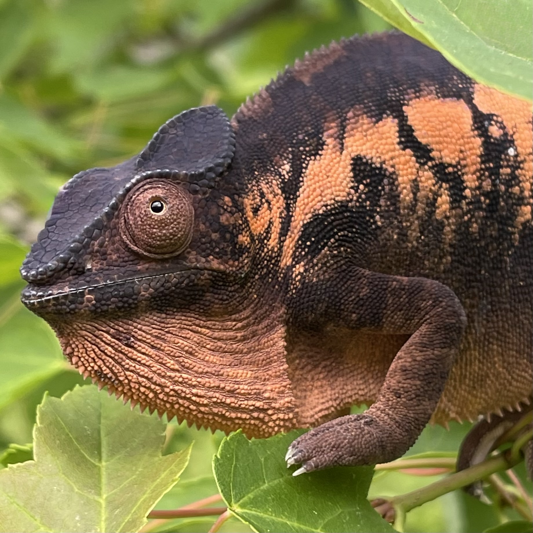 Female panther