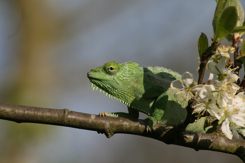 Female Quadricornis