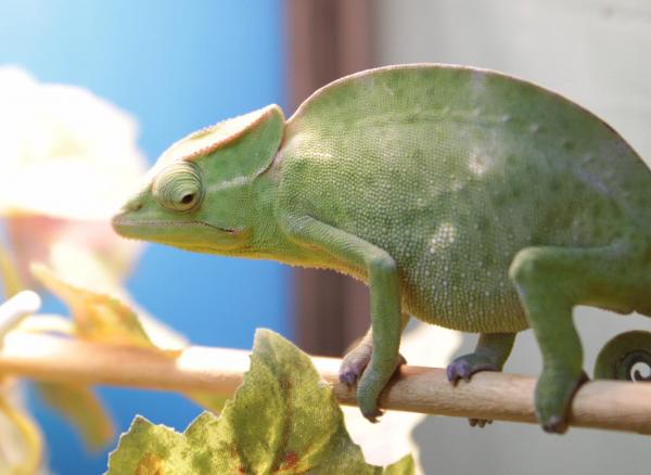 Female T. Deremensis