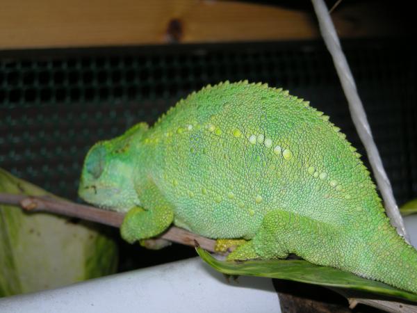 Female T. Sternfeldi