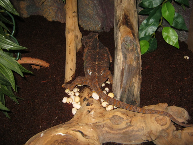 Female Veiled Chameleon Laying