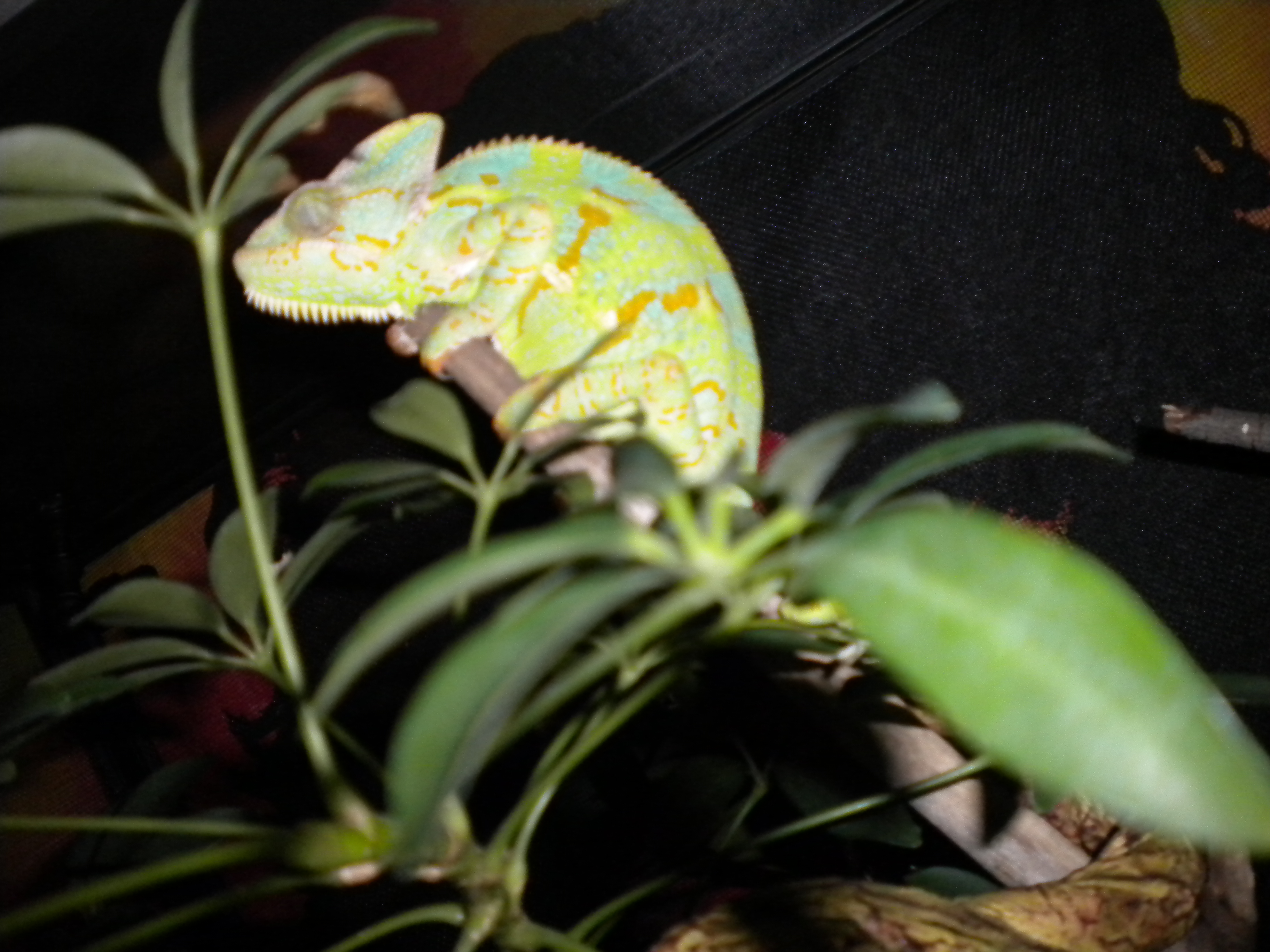 Female Veiled Chameleon Sleeping