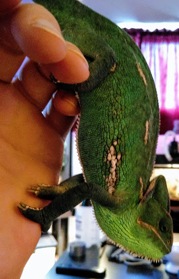 Female Veiled Chameleon