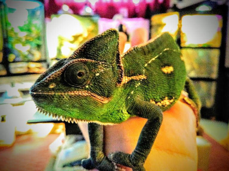 Female Veiled Chameleon