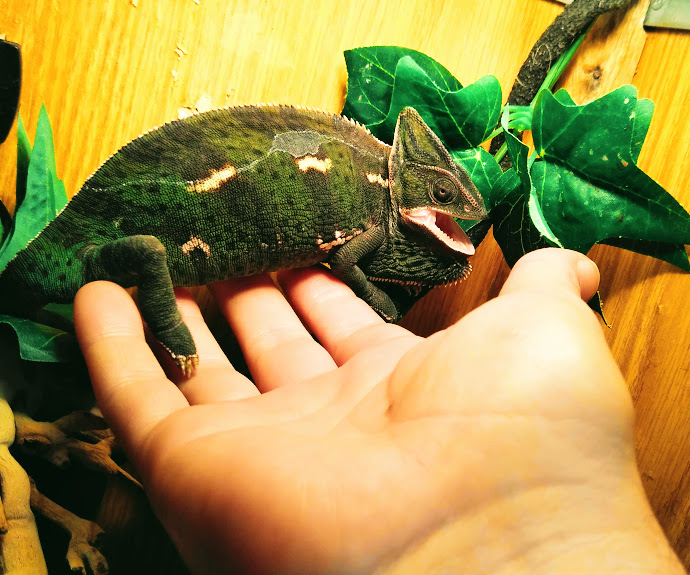 Female Veiled Chameleon