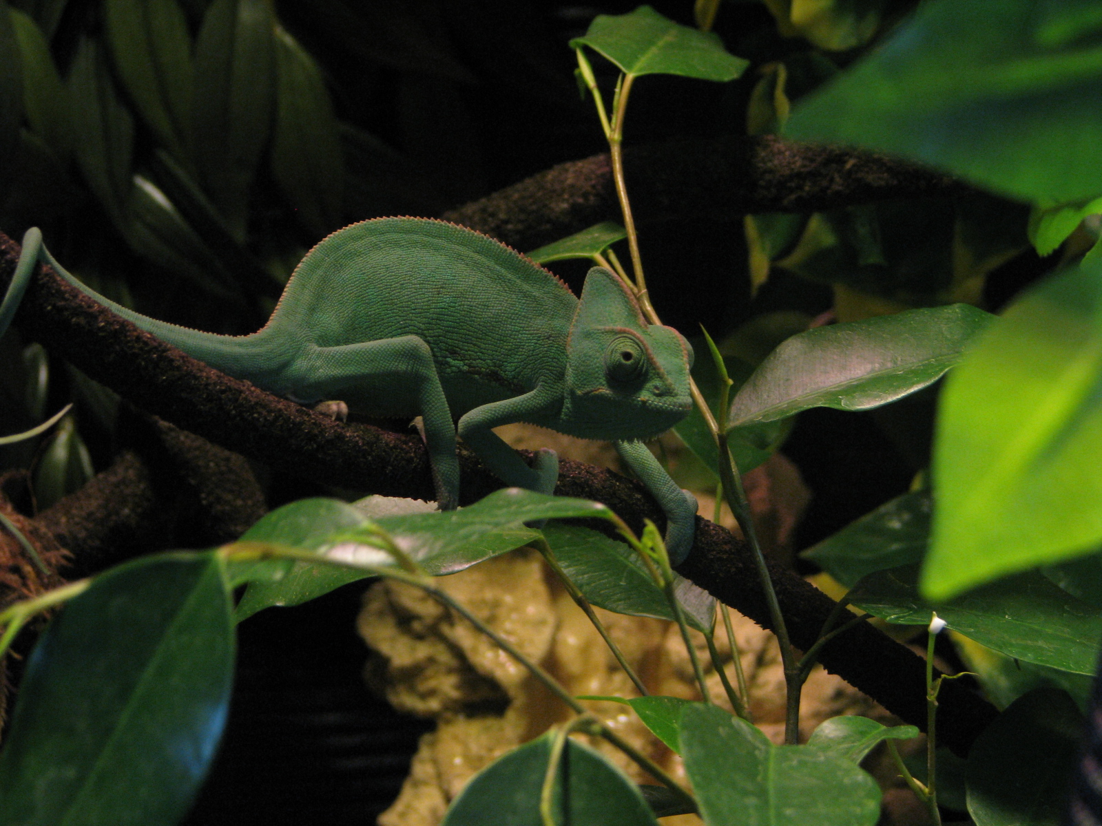 Female Veiled "kiwi" Munchin' Her Ficus