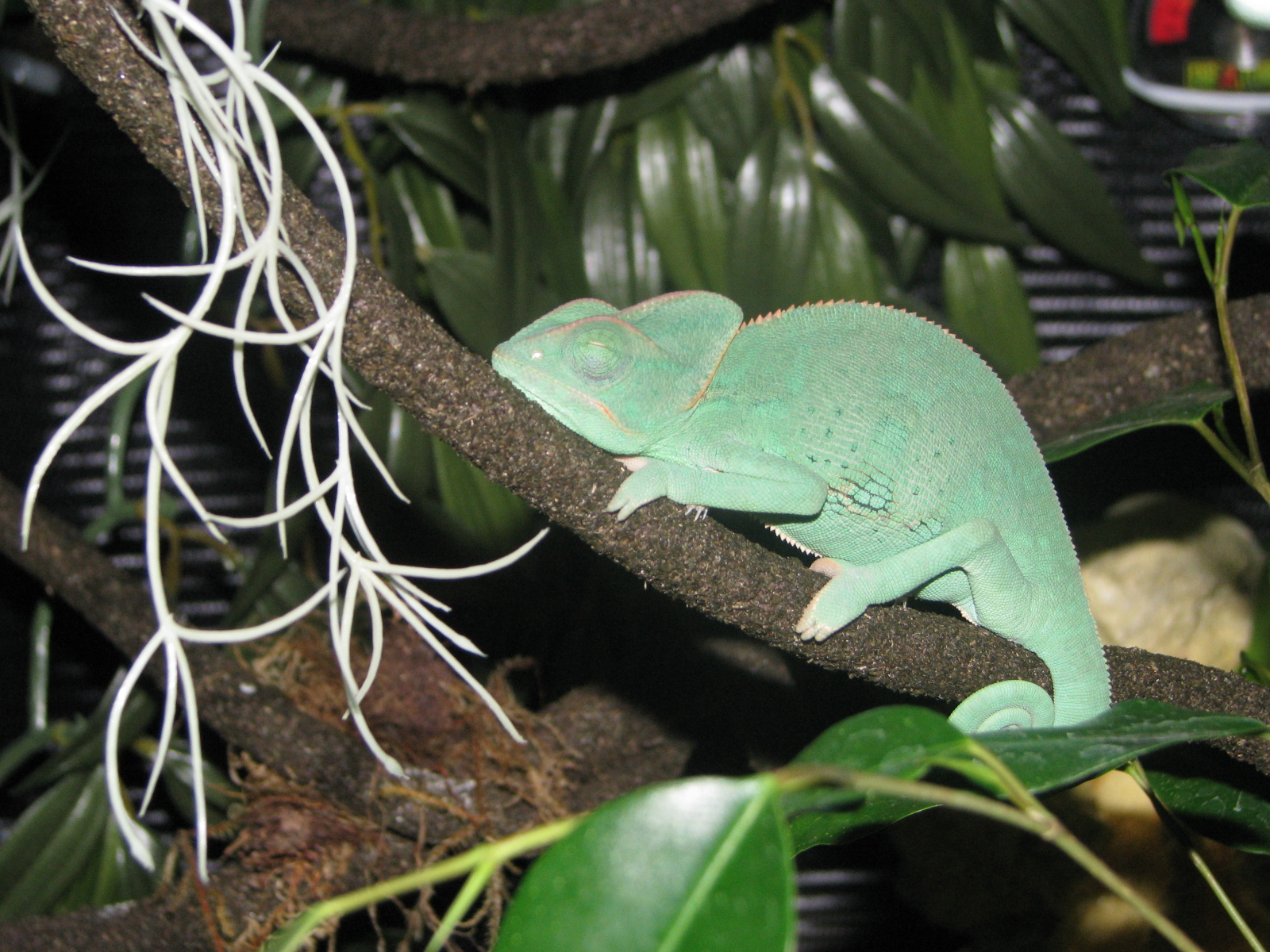 Female Veiled "kiwi" Sleeping On Her Branch