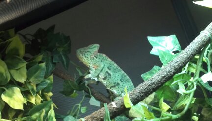 Female Veiled Pattern