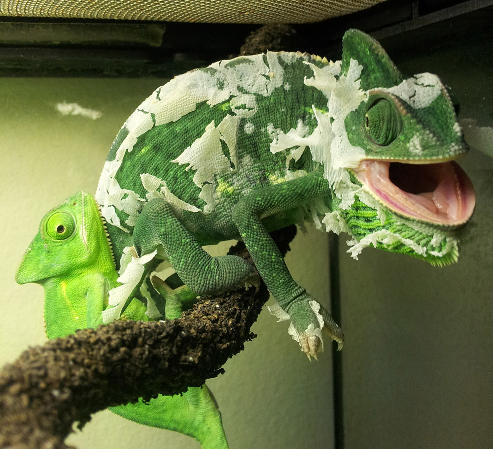 Female Veiled Shedding