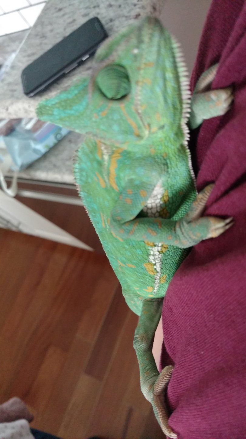 Female Veiled Showing Off Her New Colors