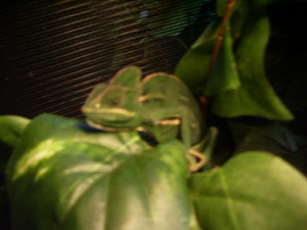 female veiled