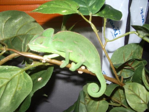 female veiled