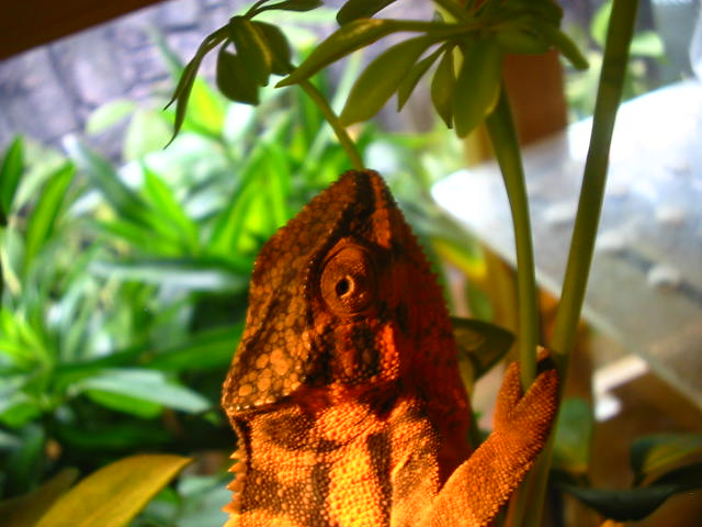 Female With Lump2