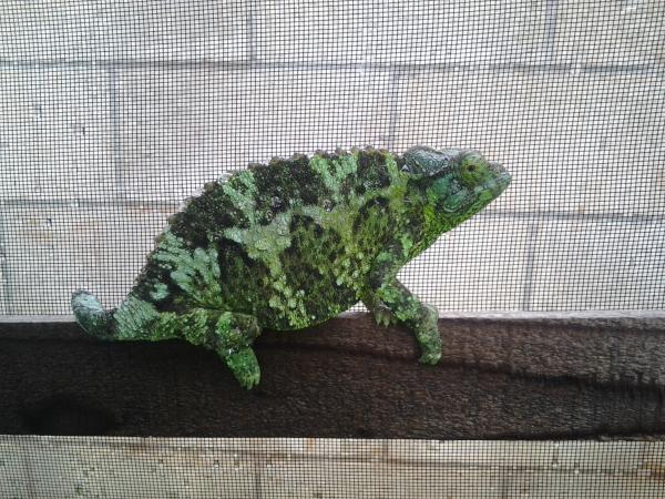 Fergie just chillin'