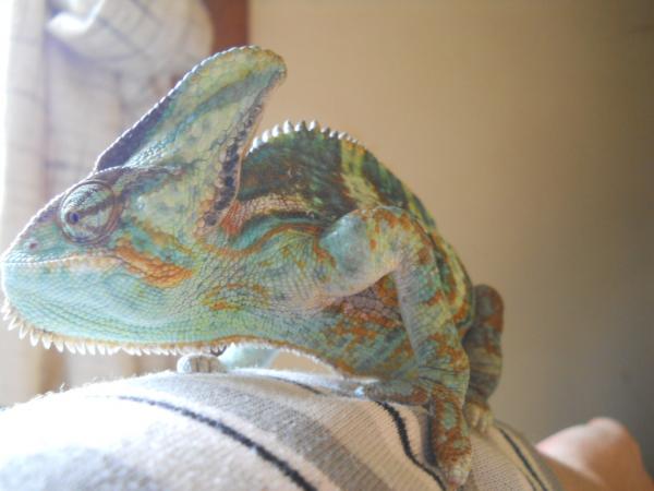 Few weeks later, his other front upper broke.  Didn't heal as nicely but he fought and/or removed the wrap.
