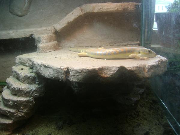 Fez, My Schneider Skink He is wild caught (unfortunetly) I didn't know until after I purchased him, He was my first Reptile.