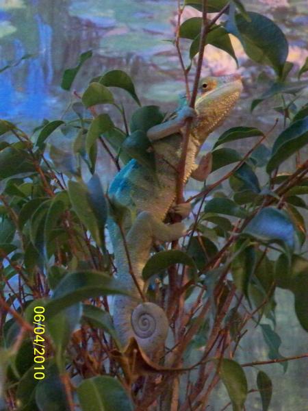 ficus