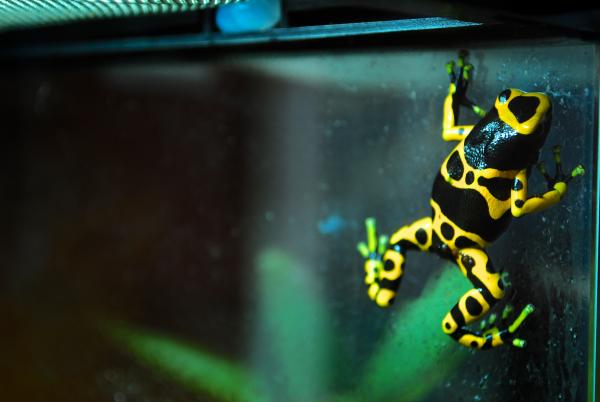 Fidget
Dendrobates leucomelas 'guyana yellow'