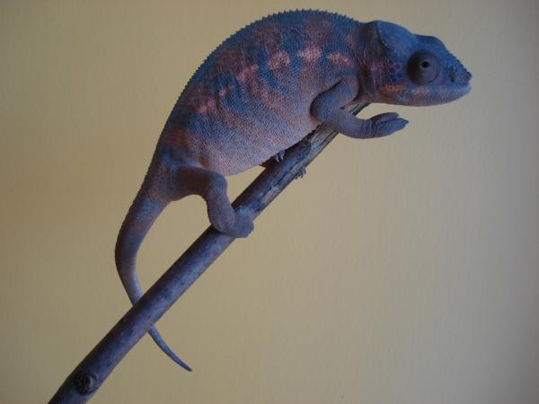 Fifi. Excellent Nosey be female, weird blue coloration. She came from Chroma Chameleons.