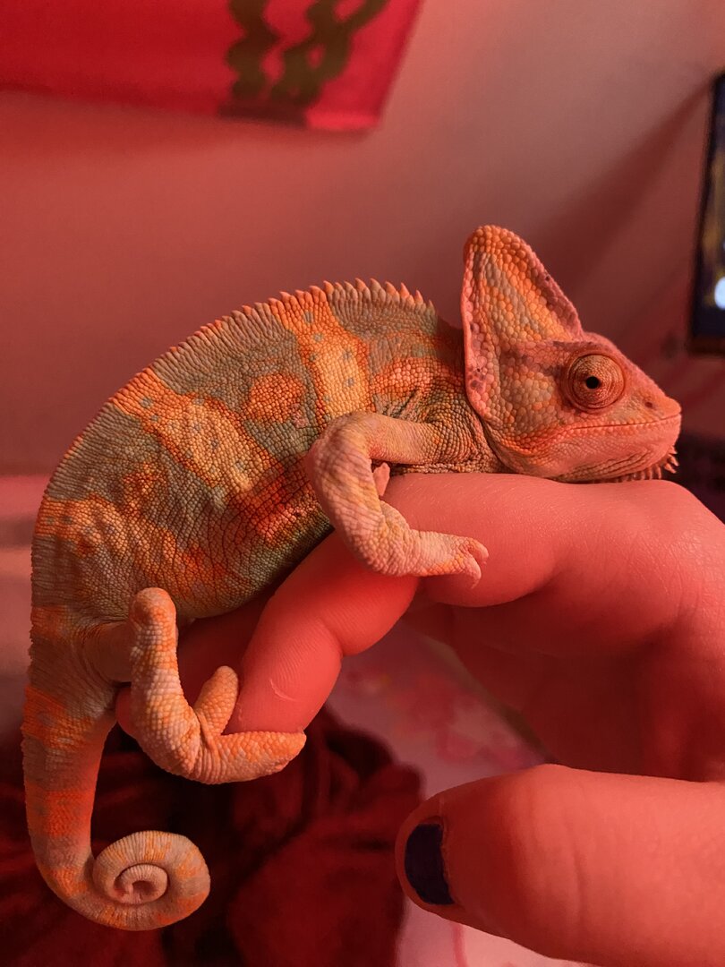 Fight-Sized Rango