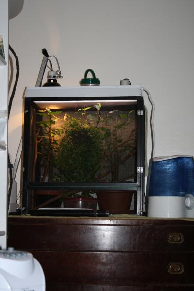 Final Juvenile Setup, Notice florescent housing, 2 t12 24" bulbs., hanging fake plant, removed draceana