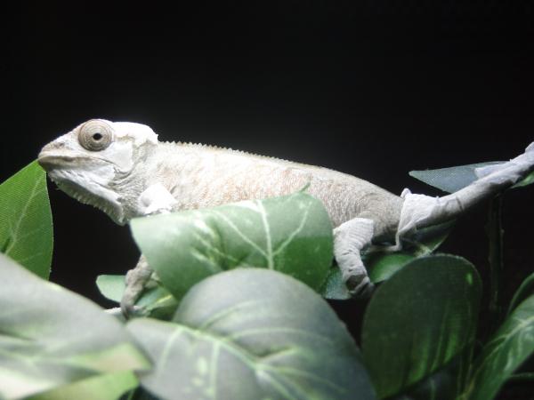 Finally almst doen shedding