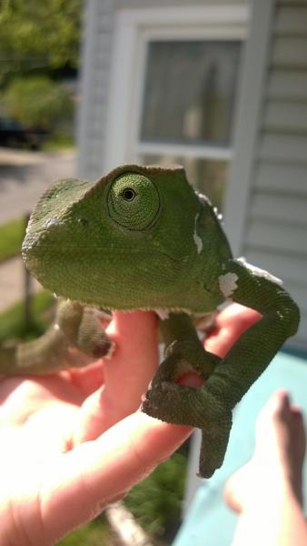 Finally out for a little sunshine!  A few remnants of his last shed hanging on, but he is getting my favorite color combo going:  dusty dark green wit