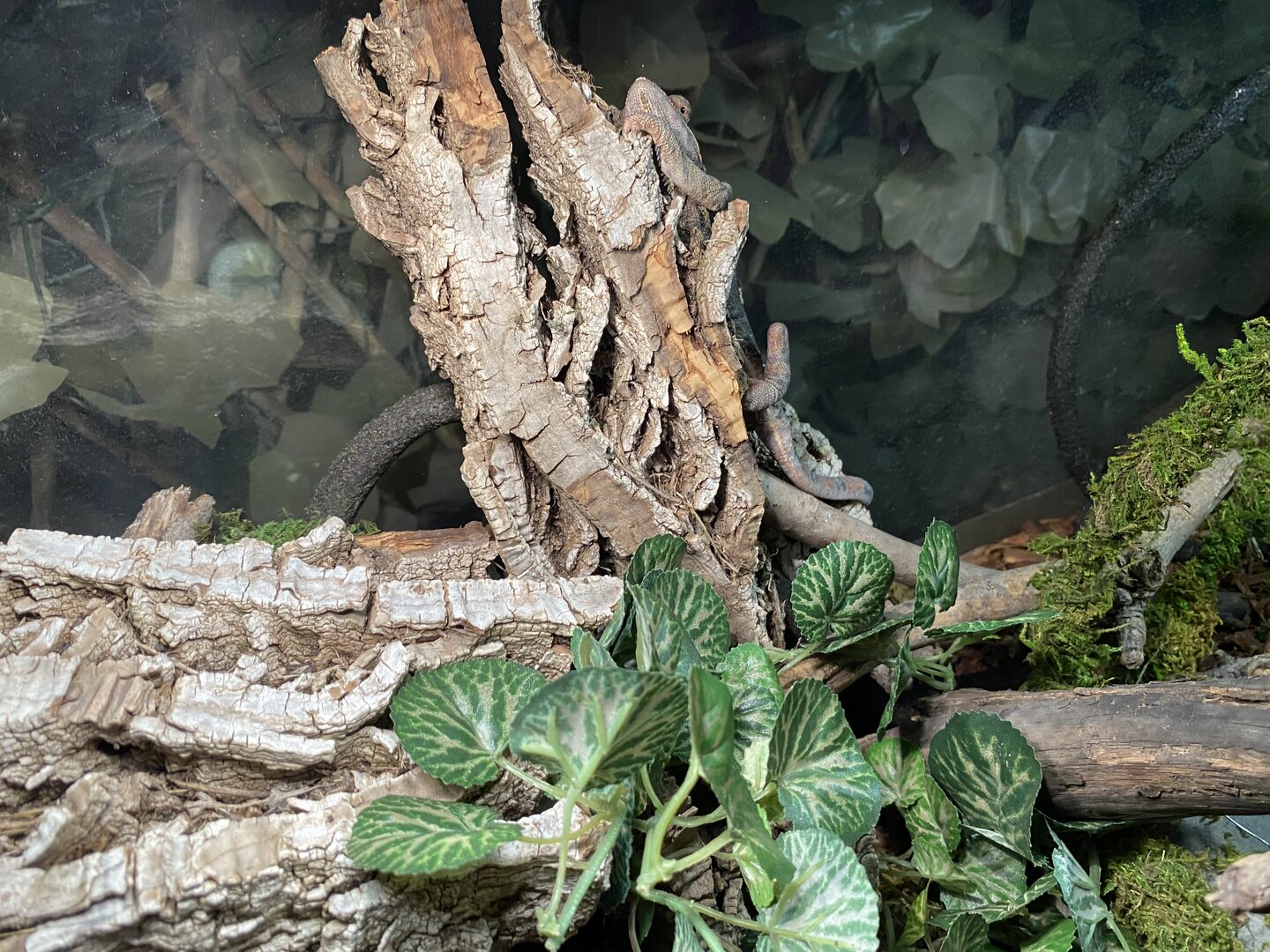 Find the Rango!