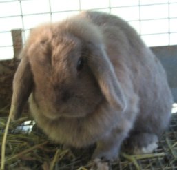 Fiona, Holland Lop Bella Boo's sister, she is a cutie.