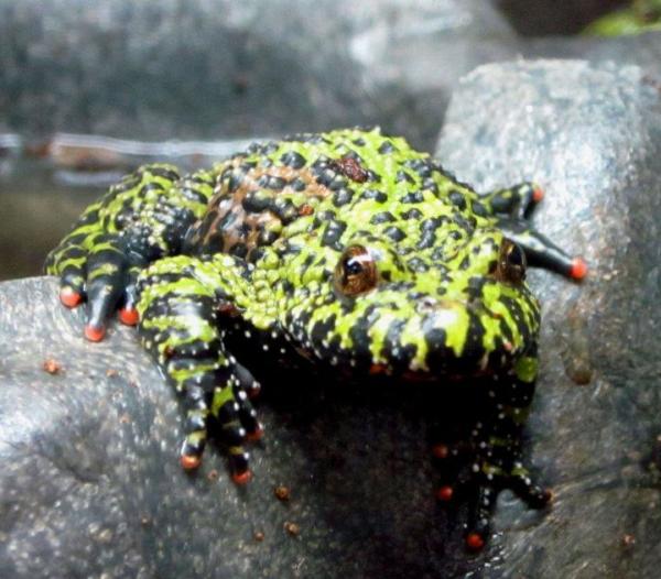 fire belly toad in petco