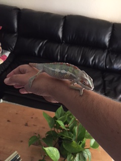 Firs time out of his cage!