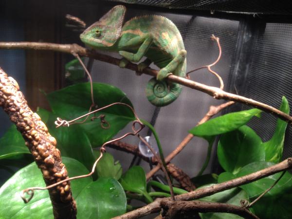 First chameleon