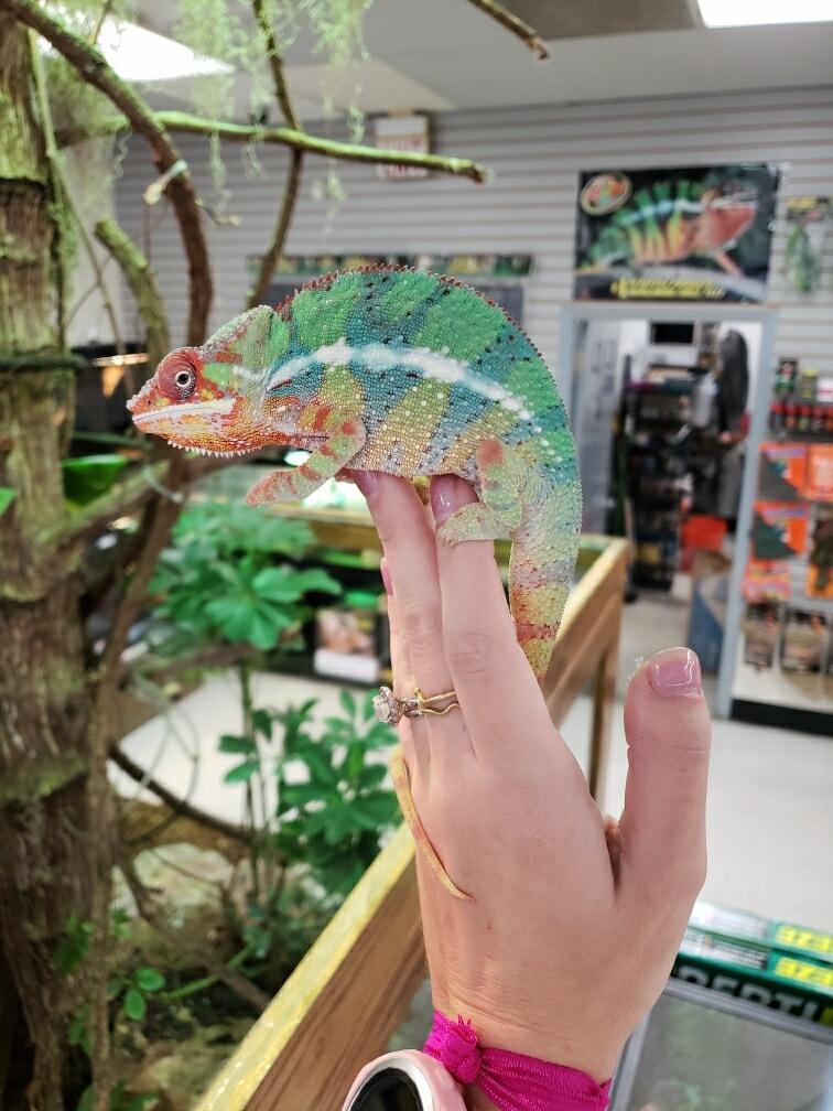 First Chameleon