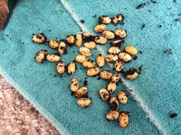 First clutch of eggs