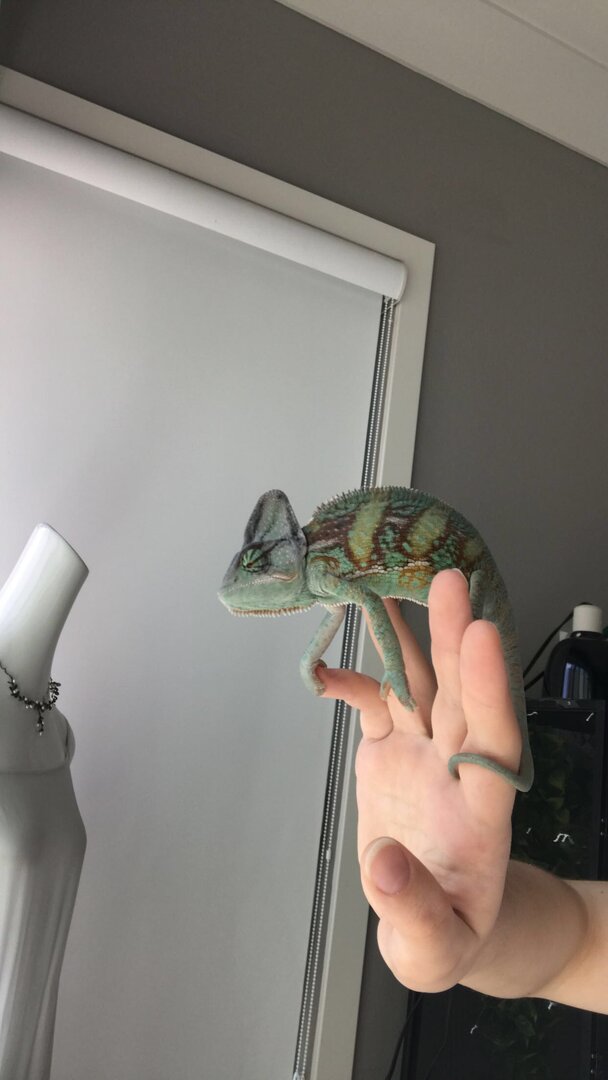 First Date Kinda Nervous Chameleon Forums