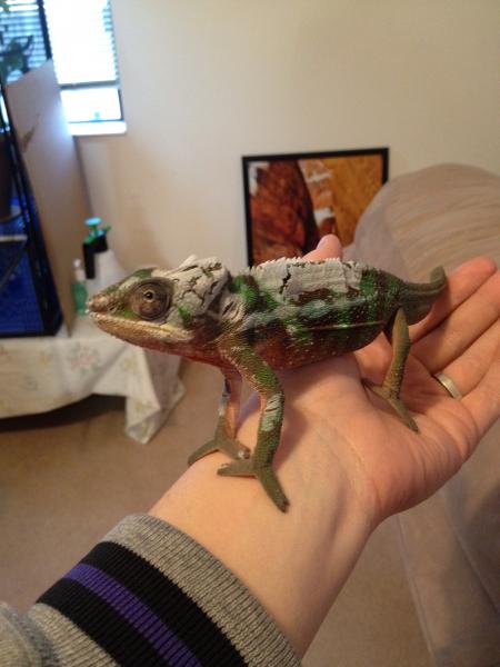 First day home and started to shed right away!