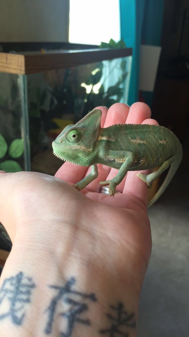 First day home