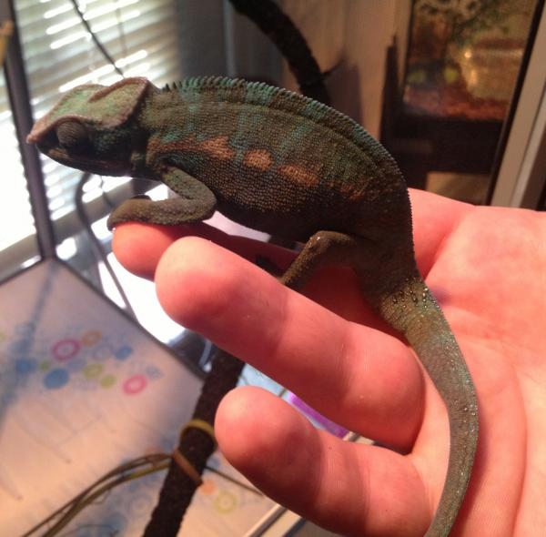 First day I got shooter. 4 1/2 months old