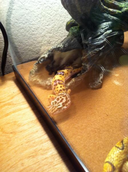 First day we got Boga, walking around the cage floor.