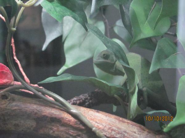 First morning in his new enclosure.