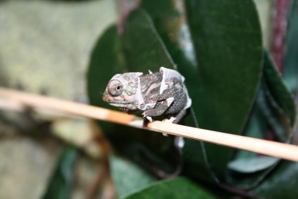 first night home having a shed ( not happy about it )