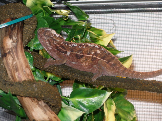 First Pictures Of Cleopatra