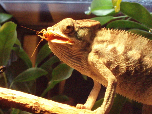 First Snack Time At The House!