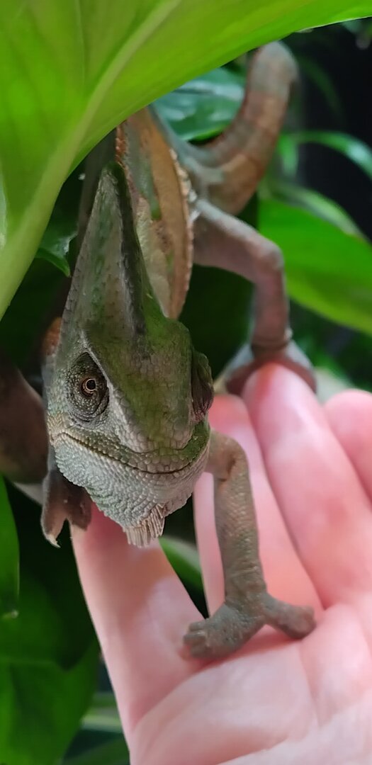 First Steps
